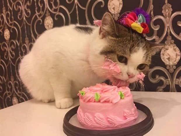 Get Ready for Funny Animals #346 (23 photos)