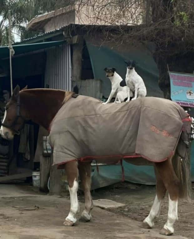 Get Ready for Funny Animals #347 (29 photos)