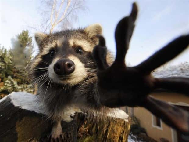 Get Ready for Funny Animals #344 (25 photos)