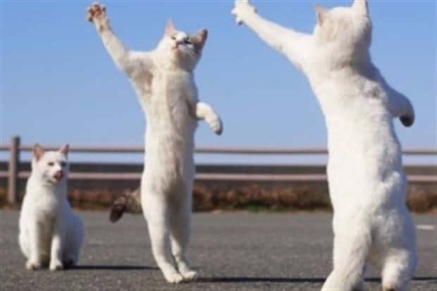 Get Ready for Funny Animals #346 (23 photos)