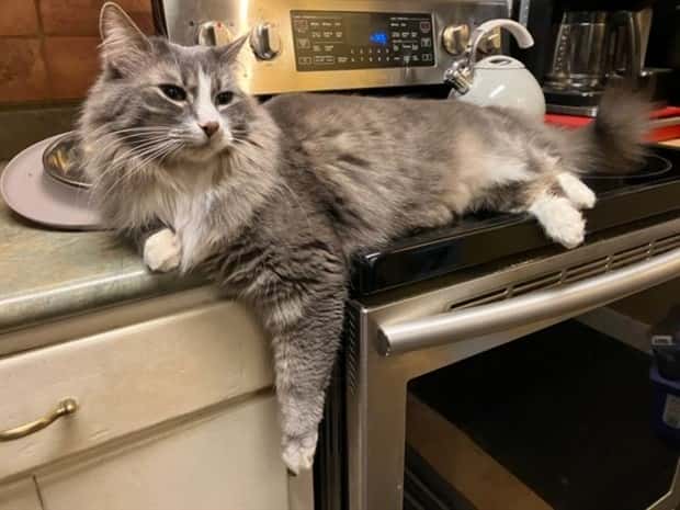 Get Ready for Funny Animals #344 (25 photos)