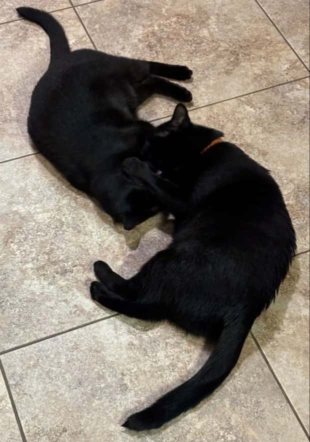 Get Ready for Funny Animals #344 (25 photos)