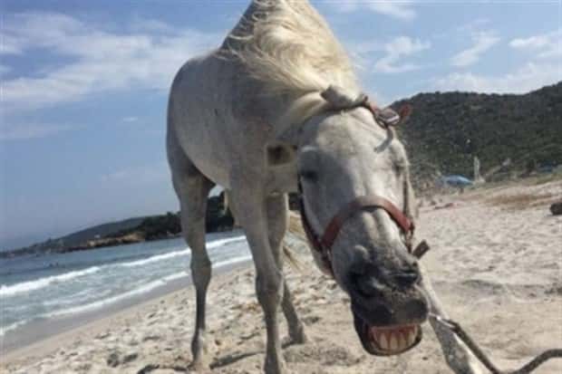 Get Ready for Funny Animals #346 (23 photos)