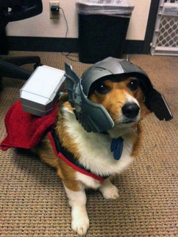 Get Ready for Funny Animals #347 (29 photos)