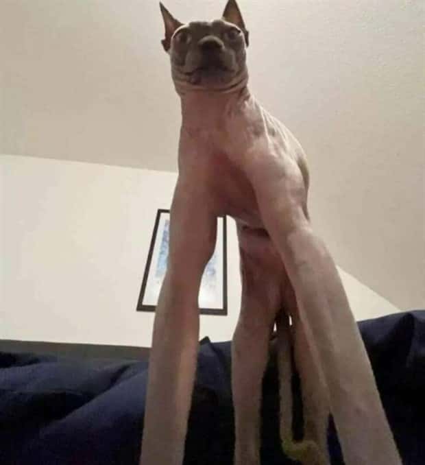 Get Ready for Funny Animals #344 (25 photos)