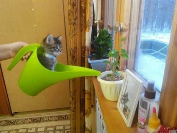 Get Ready for Funny Animals #344 (25 photos)