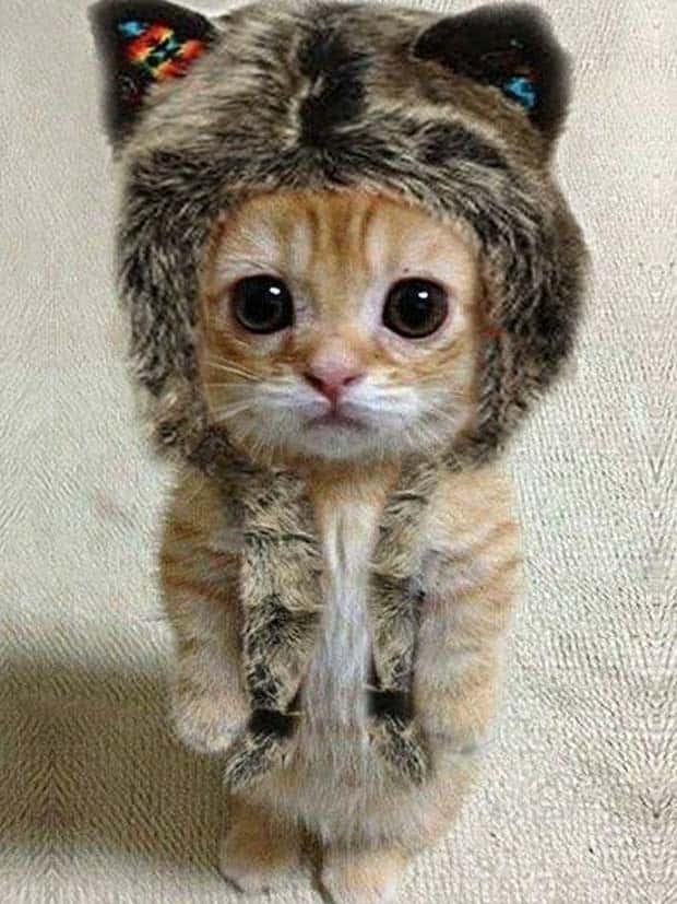 Get Ready for Funny Animals #344 (25 photos)