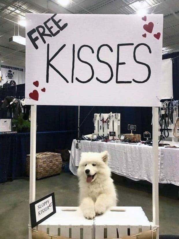 Get Ready for Funny Animals #347 (29 photos)