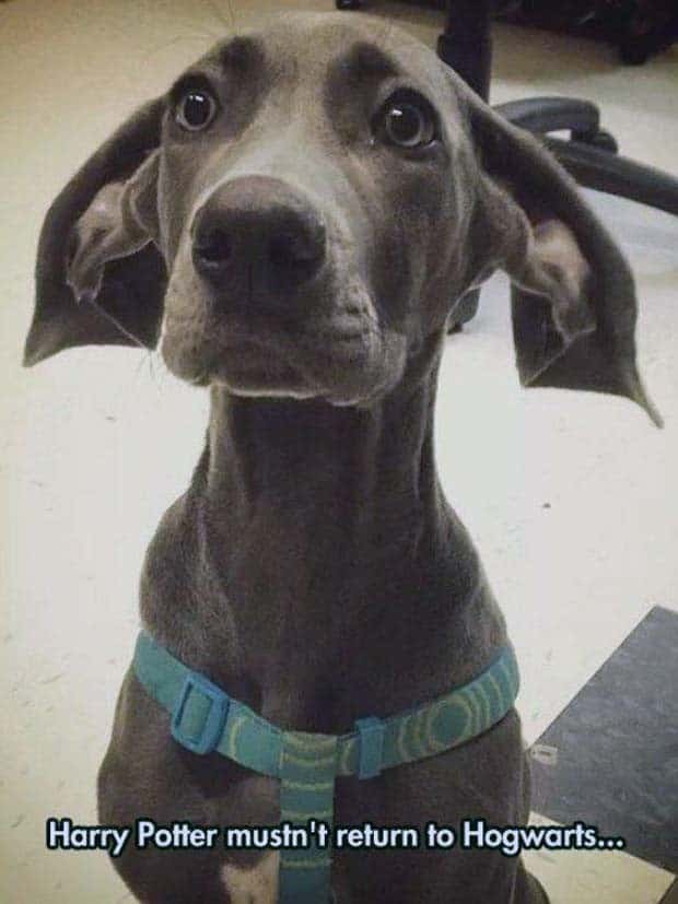 Get Ready for Funny Animals #347 (29 photos)