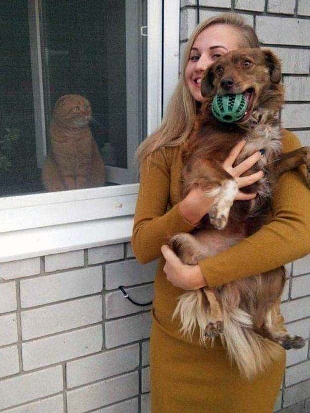 Get Ready for Funny Animals #347 (29 photos)