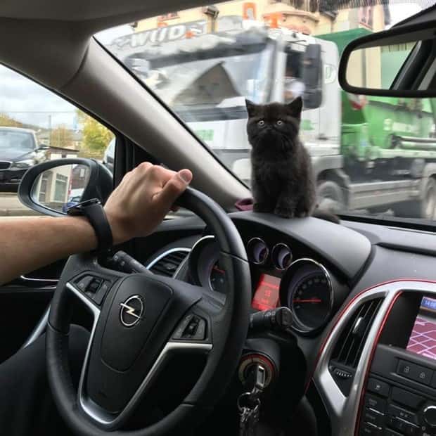 Get Ready for Funny Animals #347 (29 photos)