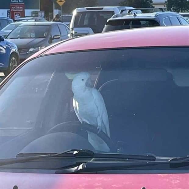 Get Ready for Funny Animals #344 (25 photos)