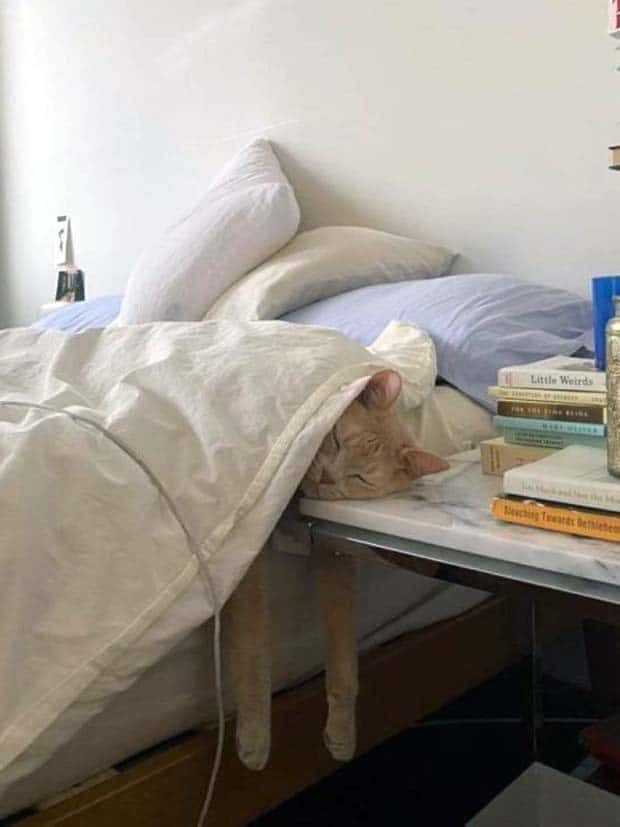 Get Ready for Funny Animals #346 (23 photos)