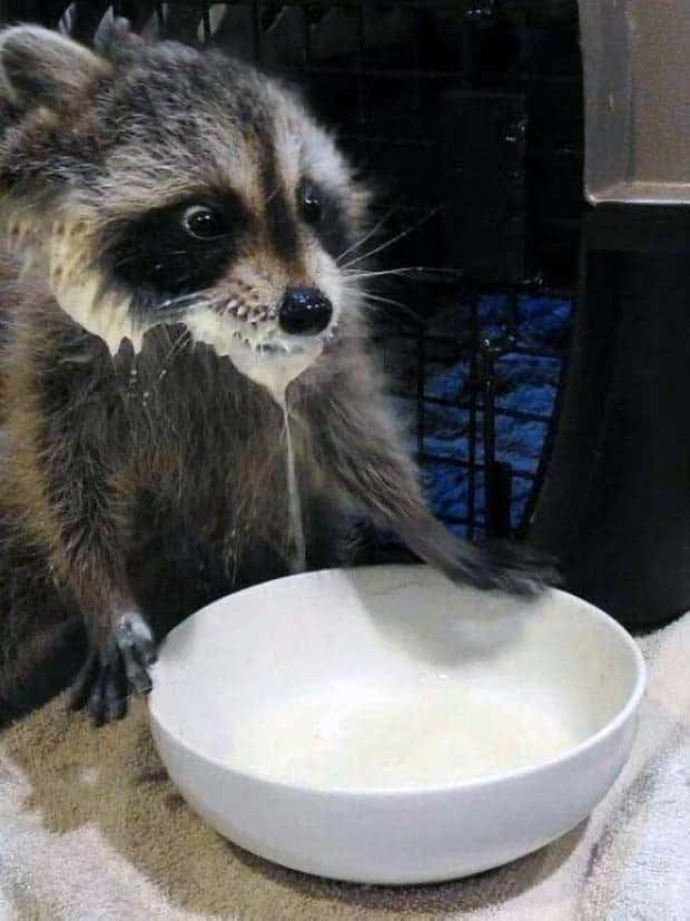 Get Ready for Funny Animals #346 (23 photos)