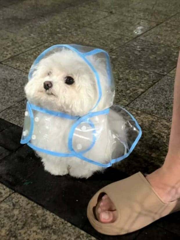 Get Ready for Funny Animals #344 (25 photos)