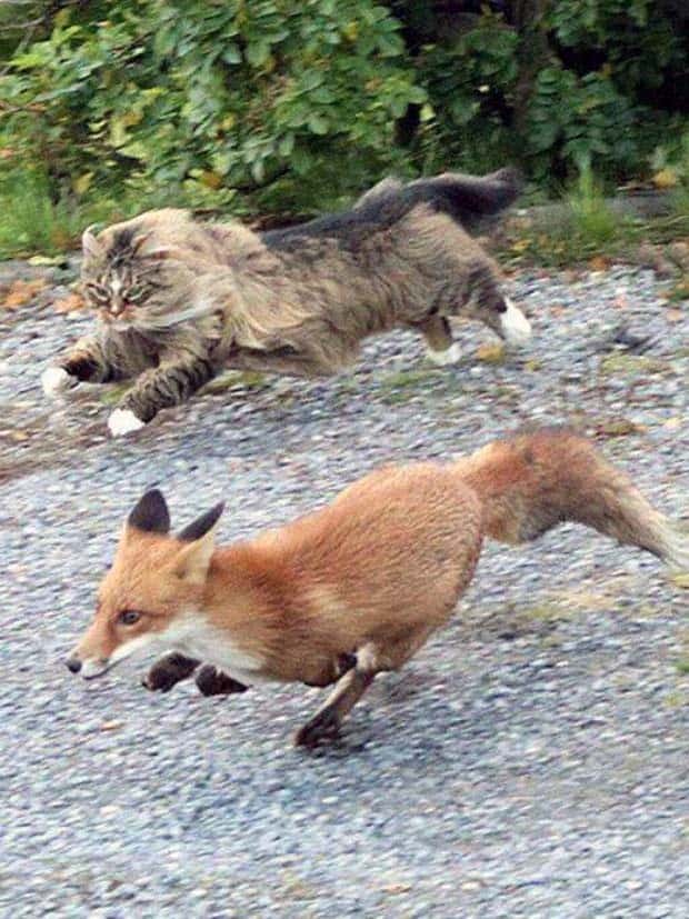 Get Ready for Funny Animals #347 (29 photos)