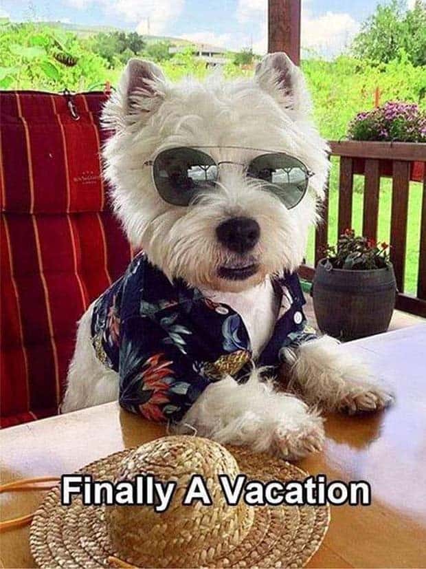 Get Ready for Funny Animals #347 (29 photos)