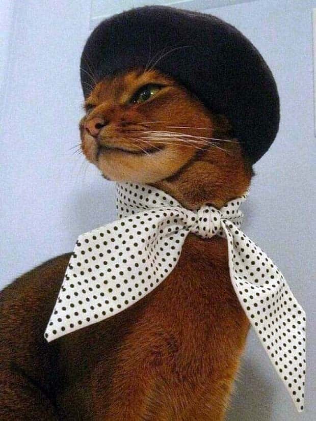 Get Ready for Funny Animals #346 (23 photos)