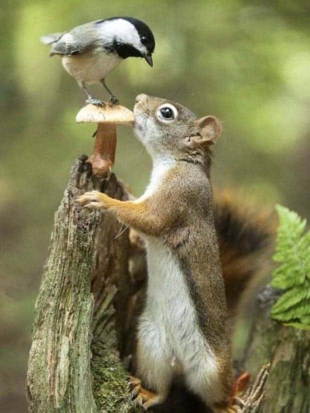 Get Ready for Funny Animals #347 (29 photos)