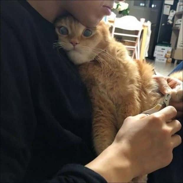 Get Ready for Funny Animals #344 (25 photos)