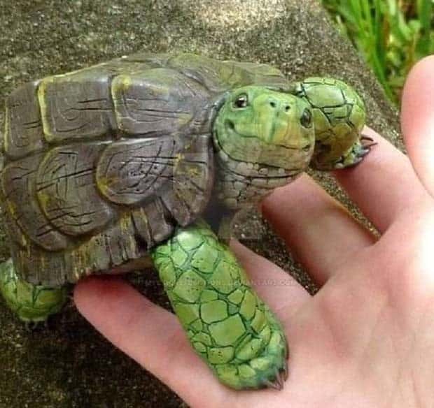 funny animals pets 10 Get Ready for Funny Animals #345 (27 photos)