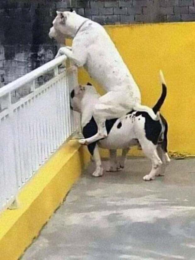 funny animals pets 11 Get Ready for Funny Animals #345 (27 photos)