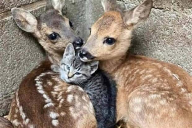 funny animals pets 12 Get Ready for Funny Animals #345 (27 photos)