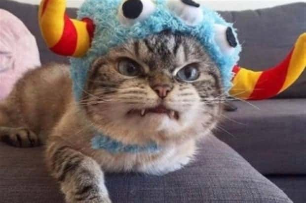 funny animals pets 13 Get Ready for Funny Animals #345 (27 photos)