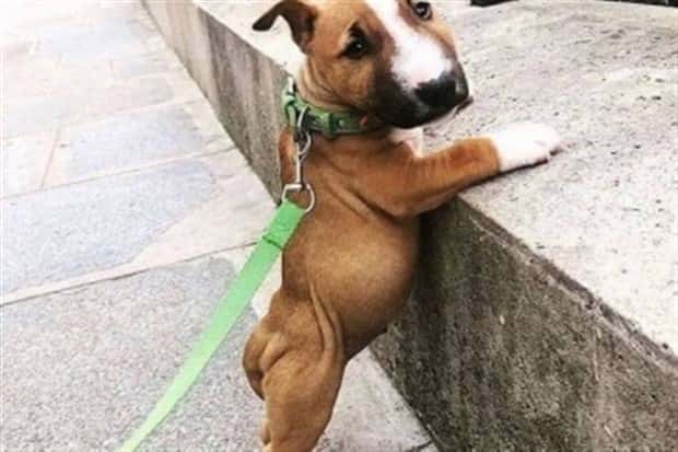 funny animals pets 14 Get Ready for Funny Animals #345 (27 photos)