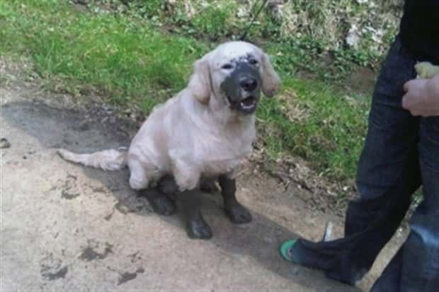 funny animals pets 15 Get Ready for Funny Animals #345 (27 photos)