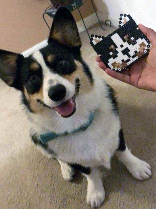 funny animals pets 17 Get Ready for Funny Animals #345 (27 photos)