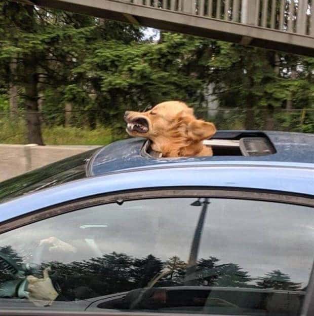 funny animals pets 18 Get Ready for Funny Animals #345 (27 photos)