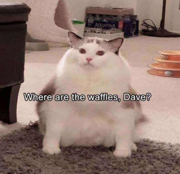 funny animals pets 19 Get Ready for Funny Animals #345 (27 photos)