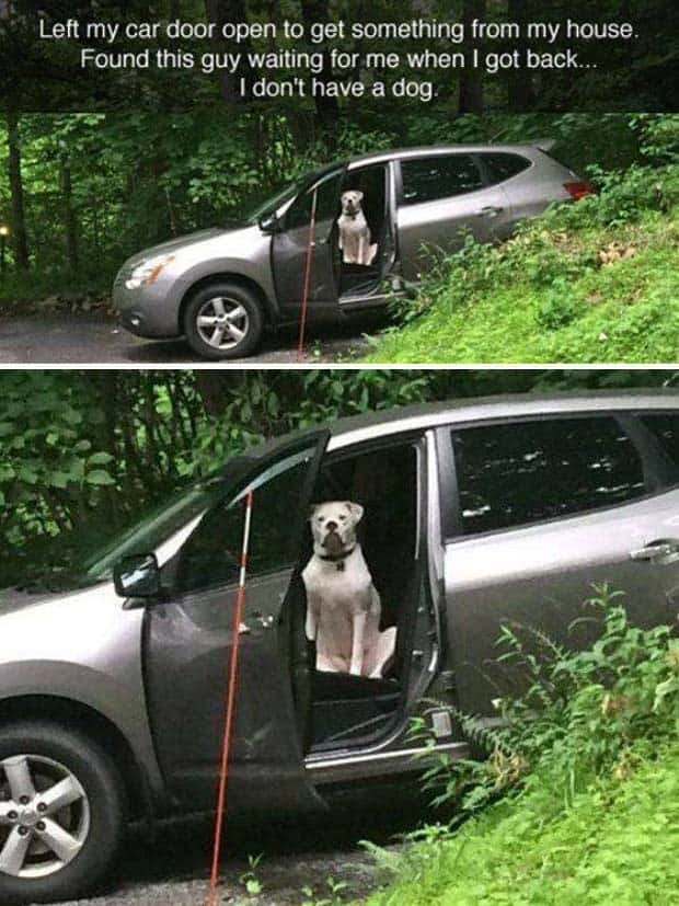 funny animals pets 20 Get Ready for Funny Animals #345 (27 photos)