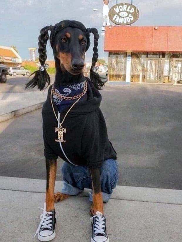 funny animals pets 21 Get Ready for Funny Animals #345 (27 photos)