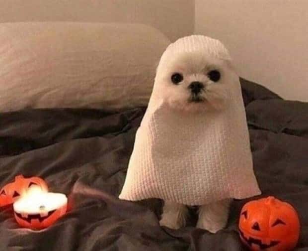 funny animals pets 23 Get Ready for Funny Animals #345 (27 photos)