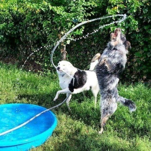 funny animals pets 24 Get Ready for Funny Animals #345 (27 photos)