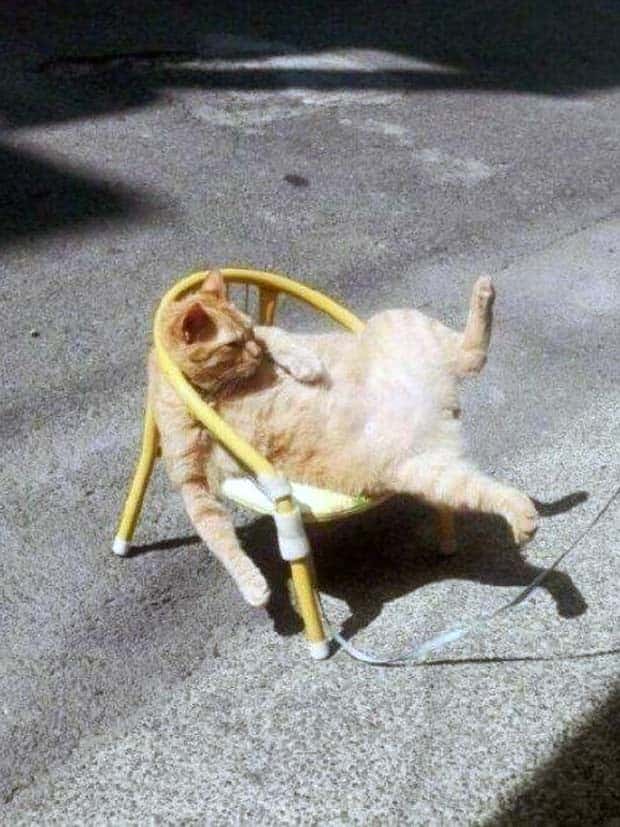 funny animals pets 25 Get Ready for Funny Animals #345 (27 photos)