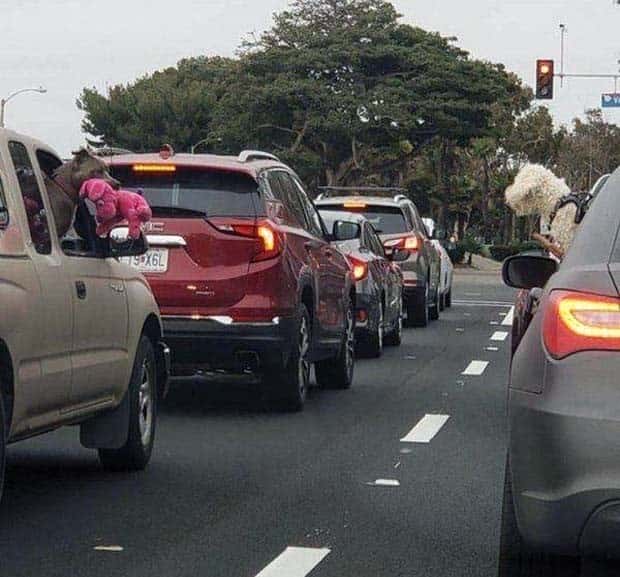 funny animals pets 26 Get Ready for Funny Animals #345 (27 photos)