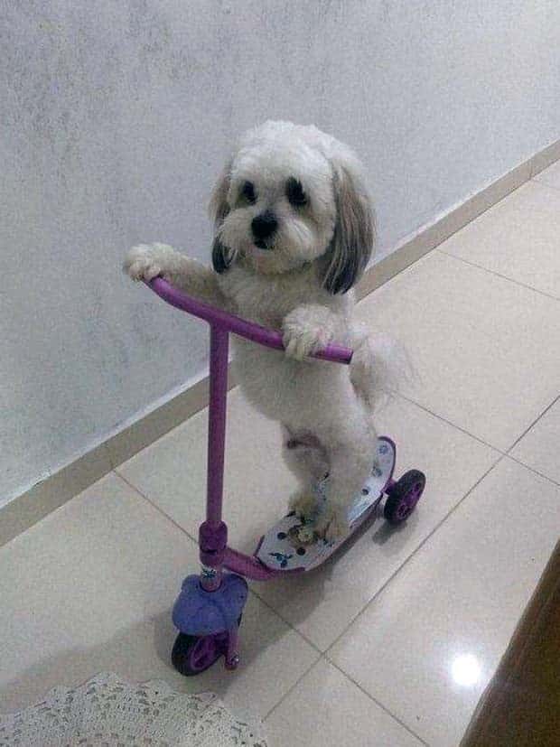 funny animals pets 27 Get Ready for Funny Animals #345 (27 photos)