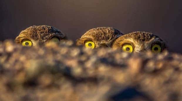 funny animals pets 4 Get Ready for Funny Animals #345 (27 photos)