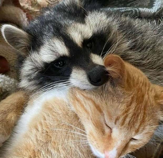 funny animals pets 5 Get Ready for Funny Animals #345 (27 photos)