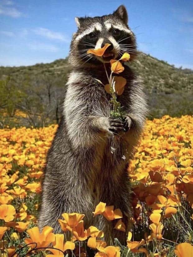 funny animals pets 6 Get Ready for Funny Animals #345 (27 photos)