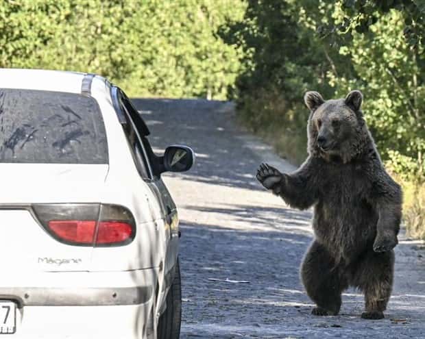 funny animals pets 7 Get Ready for Funny Animals #345 (27 photos)