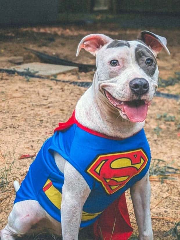 funny animals pets 8 Get Ready for Funny Animals #345 (27 photos)