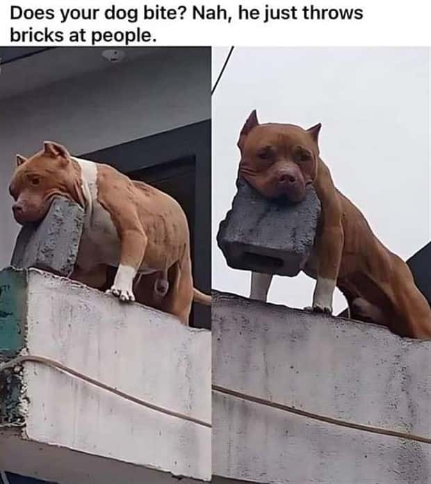 Funny Pics and Memes to Make You Laugh #116 (29 photos)