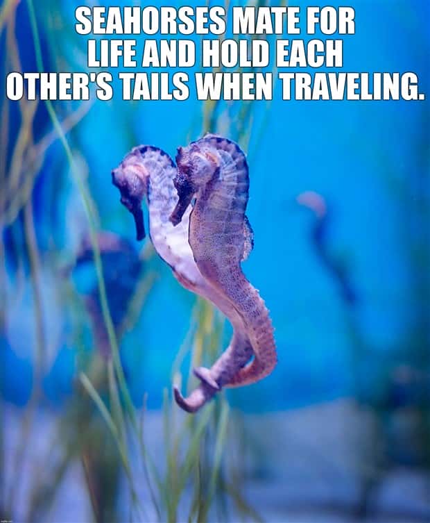 It’s Time for Some Cool and Interesting Facts #392 (28 photos)