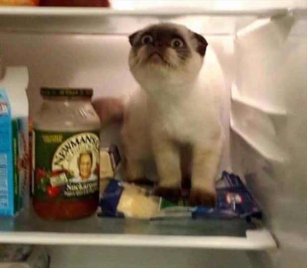 Klyker Picdump #1527 (42 photos)