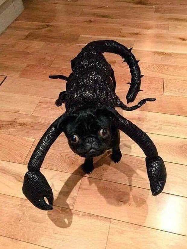 Klyker Picdump #1529 (44 photos)