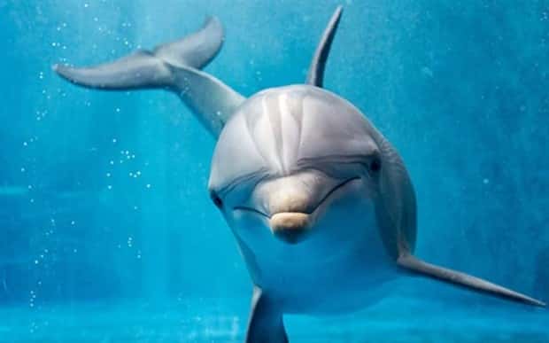 majestic dolphins 25 Majestic Dolphins: Masters of the Ocean (27 photos)
